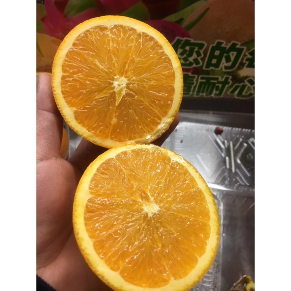 金标西班牙橙